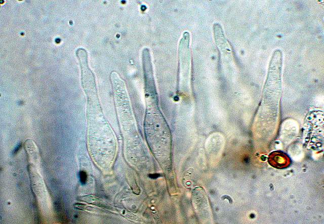 Galerina da deteminare n�11.